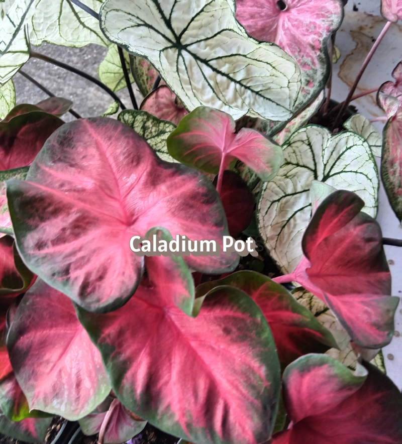 Caladium pot with vibrant pink and green leaves.