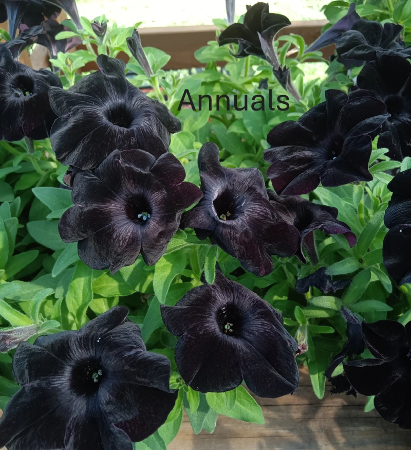 Black petunias labeled "Annuals" in sunlight.