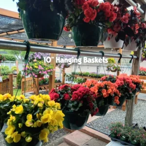 Hanging baskets with colorful flowers displayed outside.