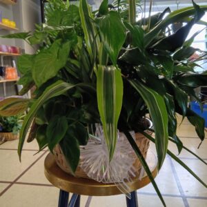 12" Dish Garden