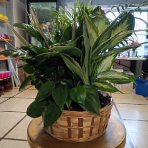 10" Dish Gardens