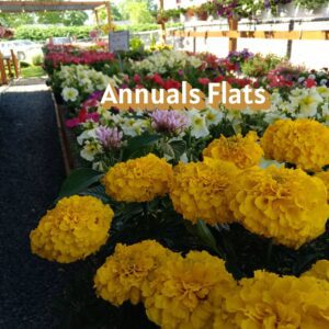 Annuals Bedding Plants