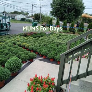 Perennials
