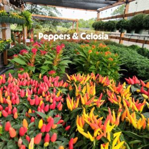 Annuals Bedding Plant Flats 4" 6" 9"