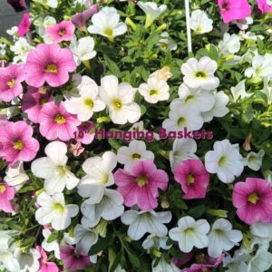 Million Bells - Calibrachoa