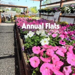 Annuals Bedding Plant Flats 4" 6" 9"