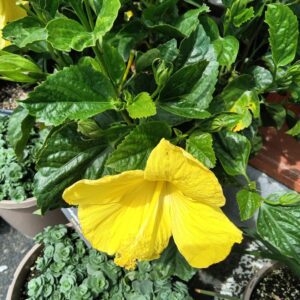 Perennials