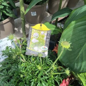 Perennials