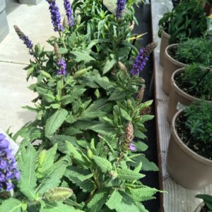 Perennials
