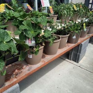 Perennials