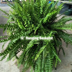 Ferns in 10" and 12"- Mandeville