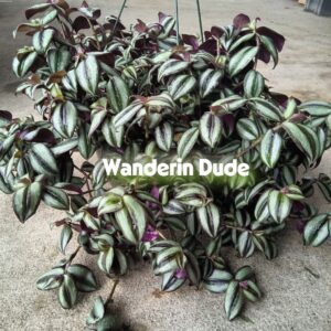Scaevola - Wandering Dudes