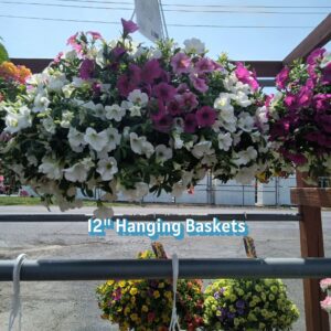 Petunias - Combos - Mums and Much more