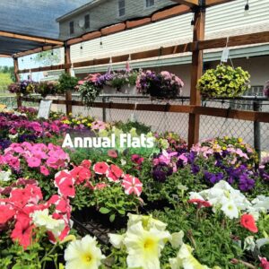 Annuals Bedding Plants