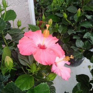 Perennials