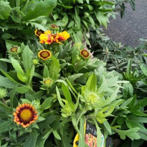 Perennials