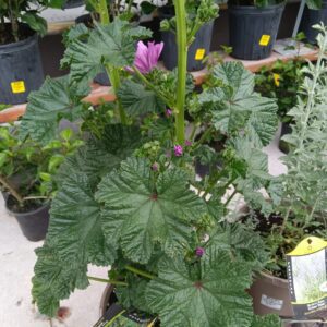 Perennials