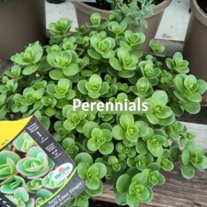 Perennials