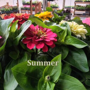 Annuals Bedding Plants