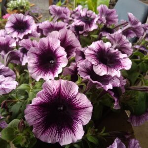 Annuals Bedding Plants