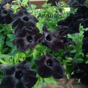 Annuals Bedding Plants