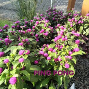 Annuals Bedding Plants