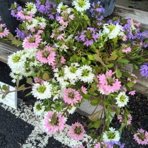 Perennials