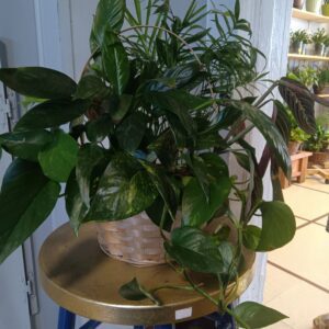 8" Dish Garden