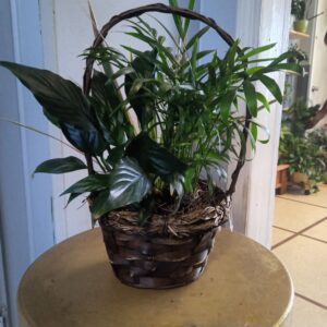 6" Dish Garden