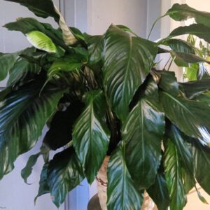 Peace Lily 6" - 8" - 10"