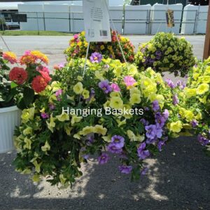 Portulacas - Coco Baskets - Lantana